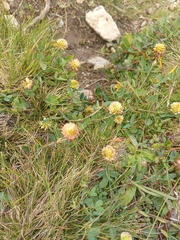 Trifolium badium, photograph (c) Maria Kohanovskaya, some rights reserved (CC BY)