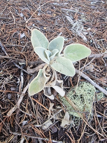 Sideritis candicans, photograph 1
