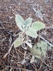 Sideritis candicans