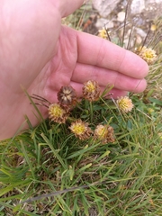 Trifolium badium, photograph (c) Maria Kohanovskaya, some rights reserved (CC BY)