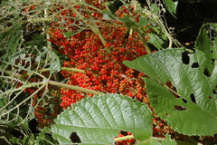 Urera aurantiaca