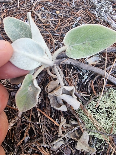 Sideritis candicans, photograph 2