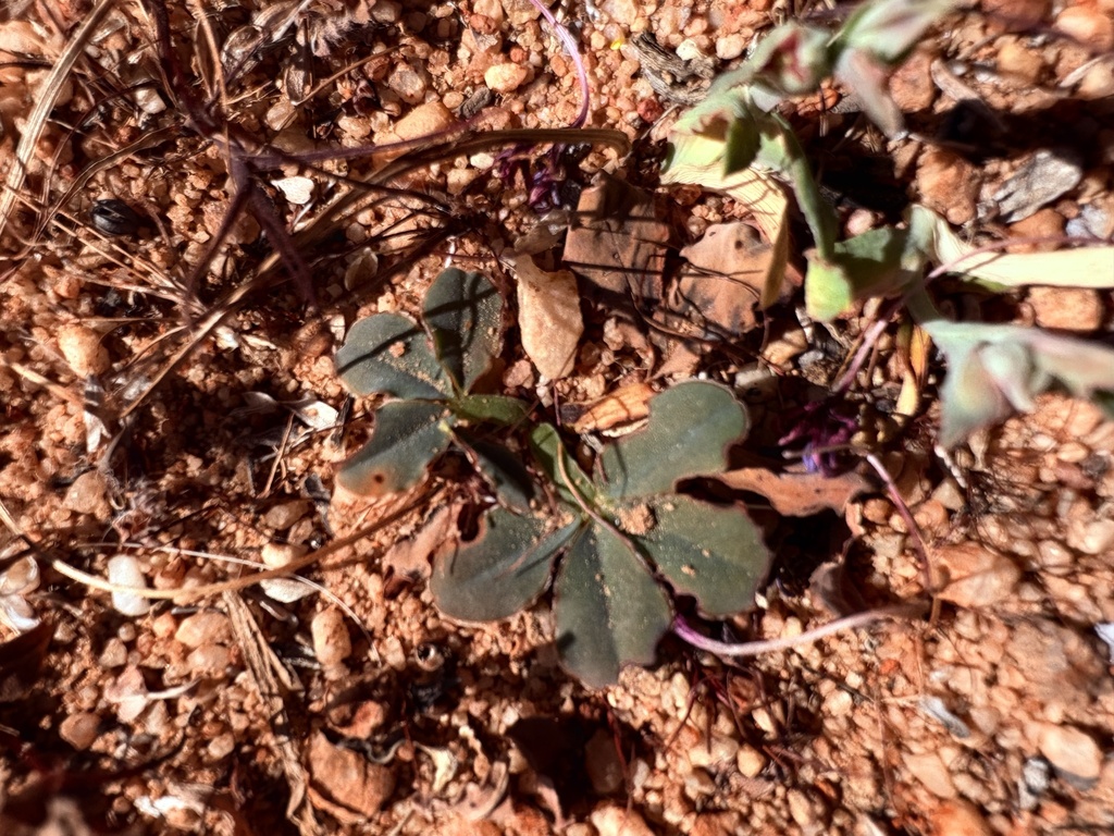 Oxalis flava; photograph (c) Christina, some rights reserved (CC BY)