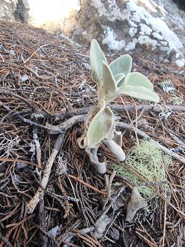 Sideritis candicans, photograph 4