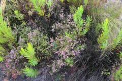 Erica intervallaris intervallaris
