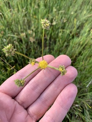 Lomatium bradshawii