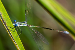 Lestes plagiatus