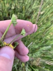 Lomatium bradshawii
