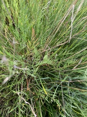 Lomatium bradshawii