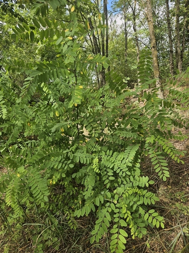 black locust