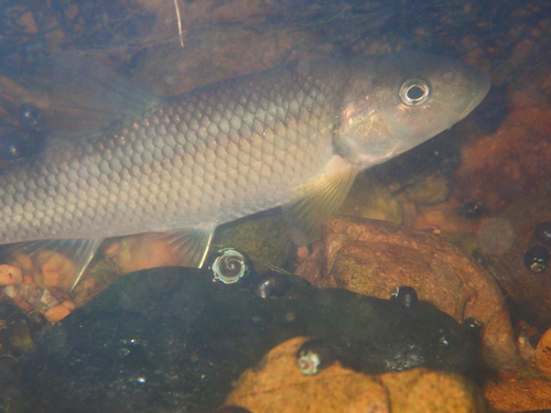 Bigmouth Chub