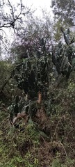 (c) pedrogarabaya, some rights reserved (CC BY) Opuntia elata, photograph (c) pedrogarabaya, some rights reserved (CC BY)