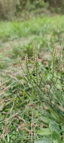Lepidium bonariense, photograph 1