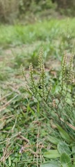 Lepidium bonariense