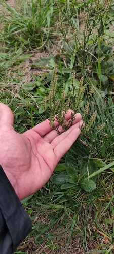 Lepidium bonariense, photograph 2