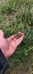 (c) pedrogarabaya, some rights reserved (CC BY) Lepidium bonariense, photograph (c) pedrogarabaya, some rights reserved (CC BY)