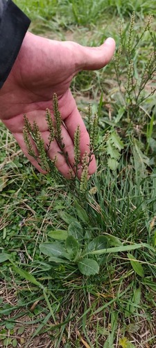 Lepidium bonariense, photograph 3