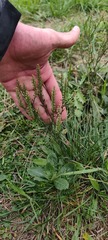 (c) pedrogarabaya, some rights reserved (CC BY) Lepidium bonariense, photograph (c) pedrogarabaya, some rights reserved (CC BY)