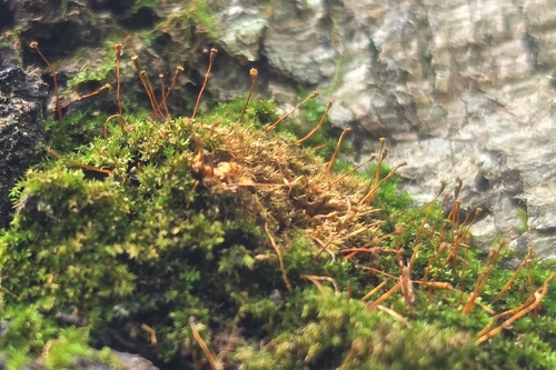 Knothole Moss