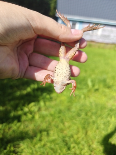 European Common Frog