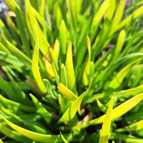 Agapanthus africanus, photograph 1