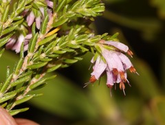 Erica labialis