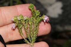 Erica labialis