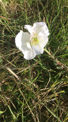 Oenothera tetraptera