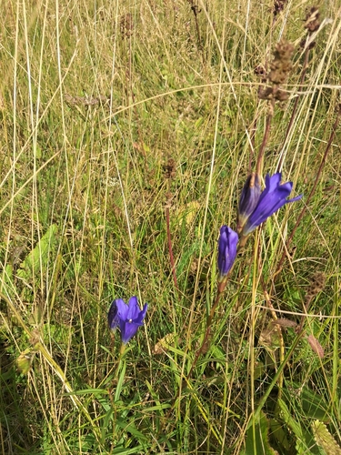 marsh gentian