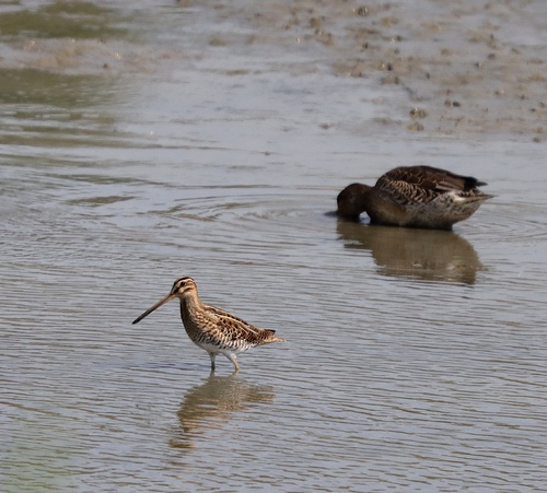 Common Snipe