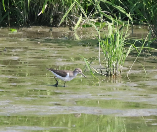 Common Sandpiper