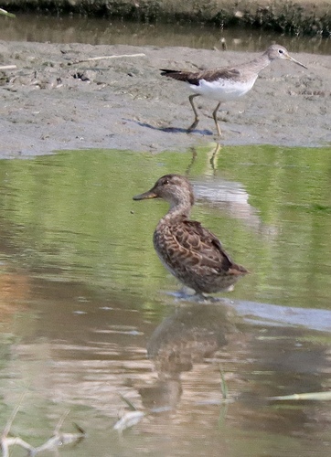 Green-winged Teal