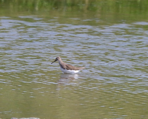 Green Sandpiper