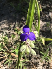 Tradescantia bracteata