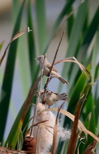 Eurasian Penduline-Tit