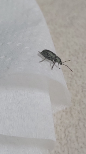 Asian Oak Weevil