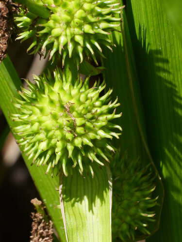 American bur-reed