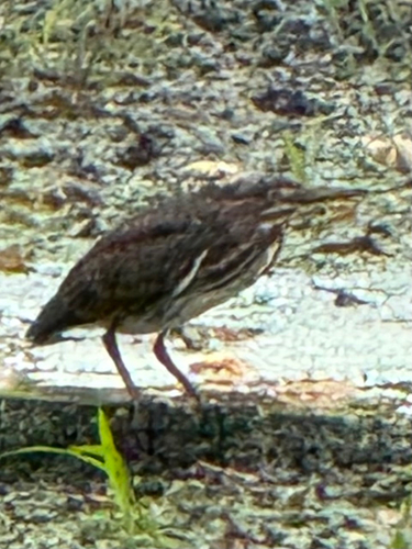 Green Heron