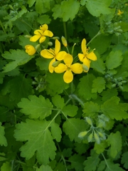 Chelidonium majus
