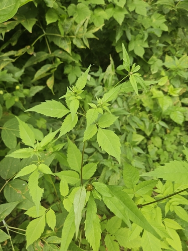 Devil's Beggarticks