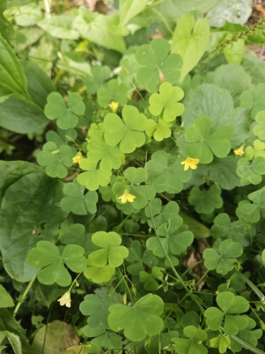 upright yellow woodsorrel