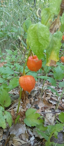 Japanese-lantern