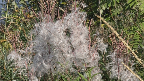 fireweed
