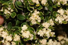 Phylica buxifolia