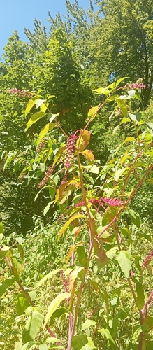 American pokeweed