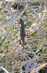 Sceloporus brownorum