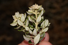 Phylica buxifolia