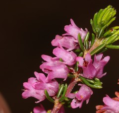 Erica intervallaris intervallaris