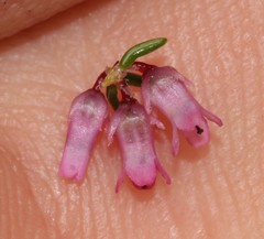 Erica intervallaris intervallaris