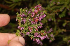 Erica intervallaris intervallaris